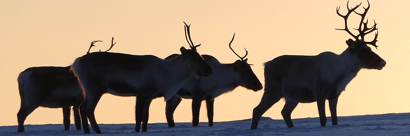 Travesia Polar - Finlandia | Acampar Trek
